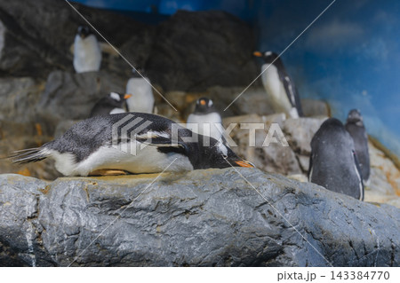岩の上で寝そべるジェンツーペンギン 岩の上で寝そべるジェンツーペンギン 143384770