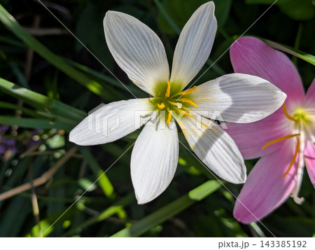 陽射しに輝く白いタマスダレの花 143385192