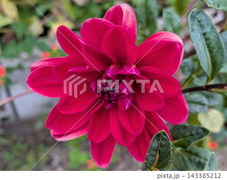 鮮やかな濃紅色に咲く八重咲きダリア 鮮やかな濃紅色に咲く八重咲きダリア 143385212