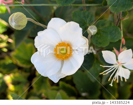 緑の葉に映える白いシュウメイギクの花 143385224