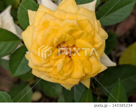 幾重にも花びらを重ねて咲く黄色いバラ 幾重にも花びらを重ねて咲く黄色いバラ 143385234