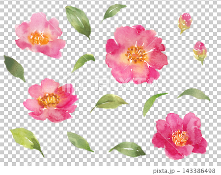 Watercolor camellia illustration material Watercolor camellia illustration material 143386498