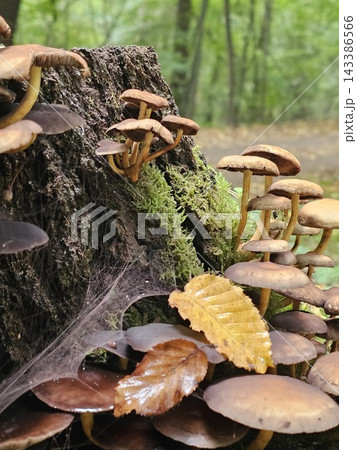 Cluster of Wild Mushrooms Growing on a Mossy Forest Log 143386566