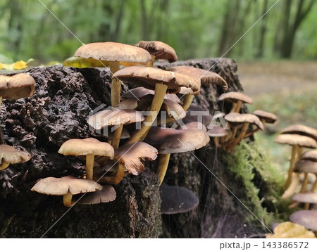 Cluster of Wild Mushrooms Growing on a Mossy Forest Log 143386572