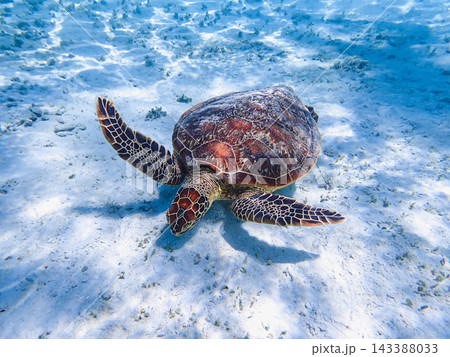 透明な浅瀬をこちらへ泳ぐ沖縄・座間味島のウミガメ【沖縄海洋生物写真】 143388033
