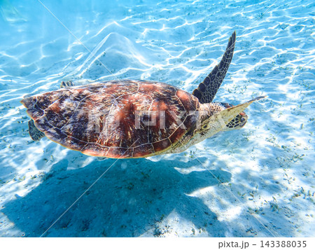 透明な浅瀬を泳ぐ沖縄・座間味島のウミガメとケラマブルー【沖縄海洋生物写真】 143388035