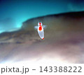 流氷下の冷たい海を漂う流氷の天使クリオネ（ハダカカメガイ） 北海道 知床ウトロ 143388222