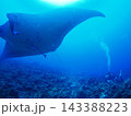 ダイバーの頭上を雄大に通過するナンヨウマンタ 沖縄 慶良間諸島 水中ワイド 143388223