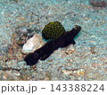 帆立てのような美しい第一背鰭が際立つホタテツノハゼ 沖縄の海 水中写真 143388224