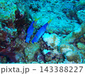 同じ巣穴から仲良く顔を出すハナヒゲウツボのペア 2匹 沖縄 水中マクロ 143388227