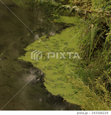 Floating Green Aquatic Plants Along a Stream Floating Green Aquatic Plants Along a Stream 143388229