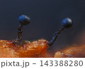 Wasp's Nest Slime Mold - Metatrichia vesparia 143388280