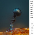 Wasp's Nest Slime Mold - Metatrichia vesparia 143388281