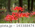 秋の気配を感じさせる色とりどりの彼岸花 143388474
