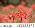 秋の気配を感じさせる色とりどりの彼岸花 143388475