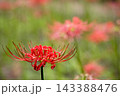 秋の気配を感じさせる色とりどりの彼岸花 143388476
