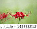 秋の気配を感じさせる色とりどりの彼岸花 143388512