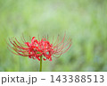 秋の気配を感じさせる色とりどりの彼岸花 143388513