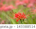 秋の気配を感じさせる色とりどりの彼岸花 143388514