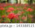 秋の気配を感じさせる色とりどりの彼岸花 143388515
