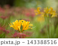秋の気配を感じさせる色とりどりの彼岸花 143388516
