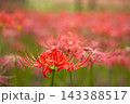 秋の気配を感じさせる色とりどりの彼岸花 143388517