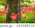 秋の気配を感じさせる色とりどりの彼岸花 143388518