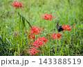 秋の気配を感じさせる色とりどりの彼岸花 143388519