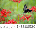 秋の気配を感じさせる色とりどりの彼岸花 143388520