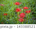 秋の気配を感じさせる色とりどりの彼岸花 143388521
