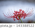 秋の気配を感じさせる色とりどりの彼岸花 143388522