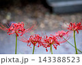 秋の気配を感じさせる色とりどりの彼岸花 143388523