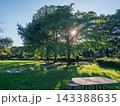 木漏れ日が差し込む緑豊かな公園とベンチの風景 143388635