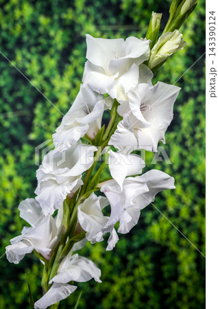 White Gladiolus Flower In Bloom Against Lush Green Background 143390124