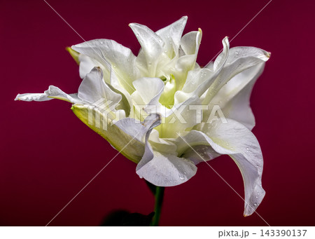 White double Oriental lily flower macro close up red background White double Oriental lily flower macro close up red background 143390137