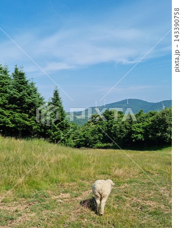 This is the back of a baby sheep in a sheep ranch. This is the back of a baby sheep in a sheep ranch. 143390758
