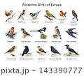 European passerine bird identification chart with common songbirds, watercolor illustration bird chart. 143390777