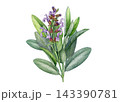 Watercolor sage sprig element with purple blossoms and silvery green leaves isolated on white background. Hand painted botanical illustration for packaging, labels, menus and herbal products 143390781