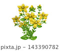 Watercolor St. Johns wort with yellow flowers, leaves isolated on white background. Hand painted hypericum medicinal herb illustration for wellness packaging, apothecary labels and botanical projects 143390782