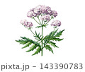 Valerian medicinal plant with pink blossoms isolated on white background. Hand painted watercolor botanical illustration for herbal packaging, apothecary labels, tea products and wellness design 143390783