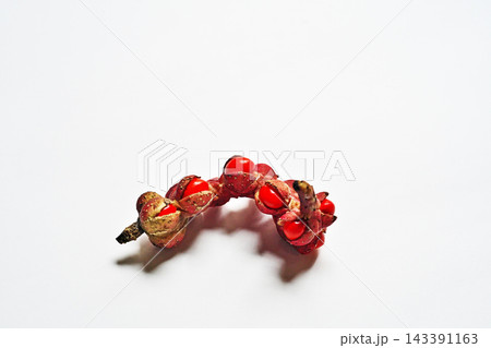 熟した実から見える赤いコブシの種子（秋、十月） 143391163