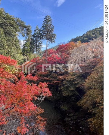 京都・槙尾山西明寺(指月橋)から望む鮮やかな紅葉と清滝川 京都・槙尾山西明寺(指月橋)から望む鮮やかな紅葉と清滝川 143391424