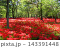 雨上がりの巾着田曼珠沙華公園 143391448