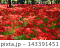 雨上がりの巾着田曼珠沙華公園 143391451