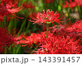 彼岸花の群生　雨上がりの曼珠沙華公園 143391457