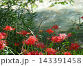 高麗川と彼岸花 143391458