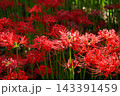 彼岸花の群生　雨上がりの曼珠沙華公園 143391459