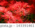 彼岸花の群生　雨上がりの曼珠沙華公園 143391461