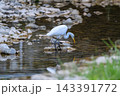 清流や水辺で優雅に舞う白鷺と美しい水面の反射 143391772