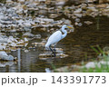 清流や水辺で優雅に舞う白鷺と美しい水面の反射 143391773
